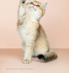 Cat sitting on a pink background
