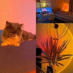 Cat on a cushion with a room setup including a desk and neon light in the background.